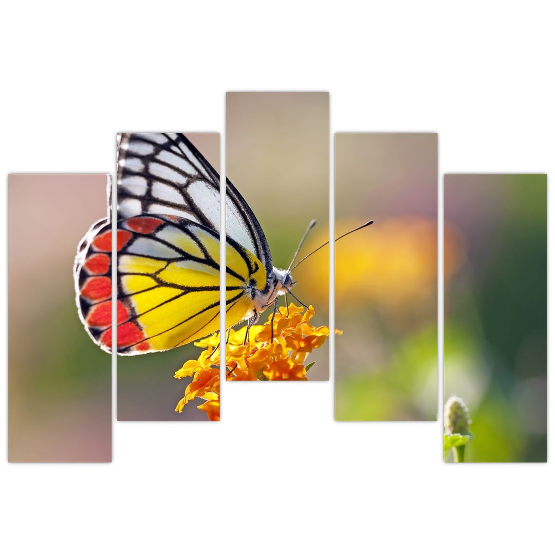 Obraz motýla na květu (V022330V12590)