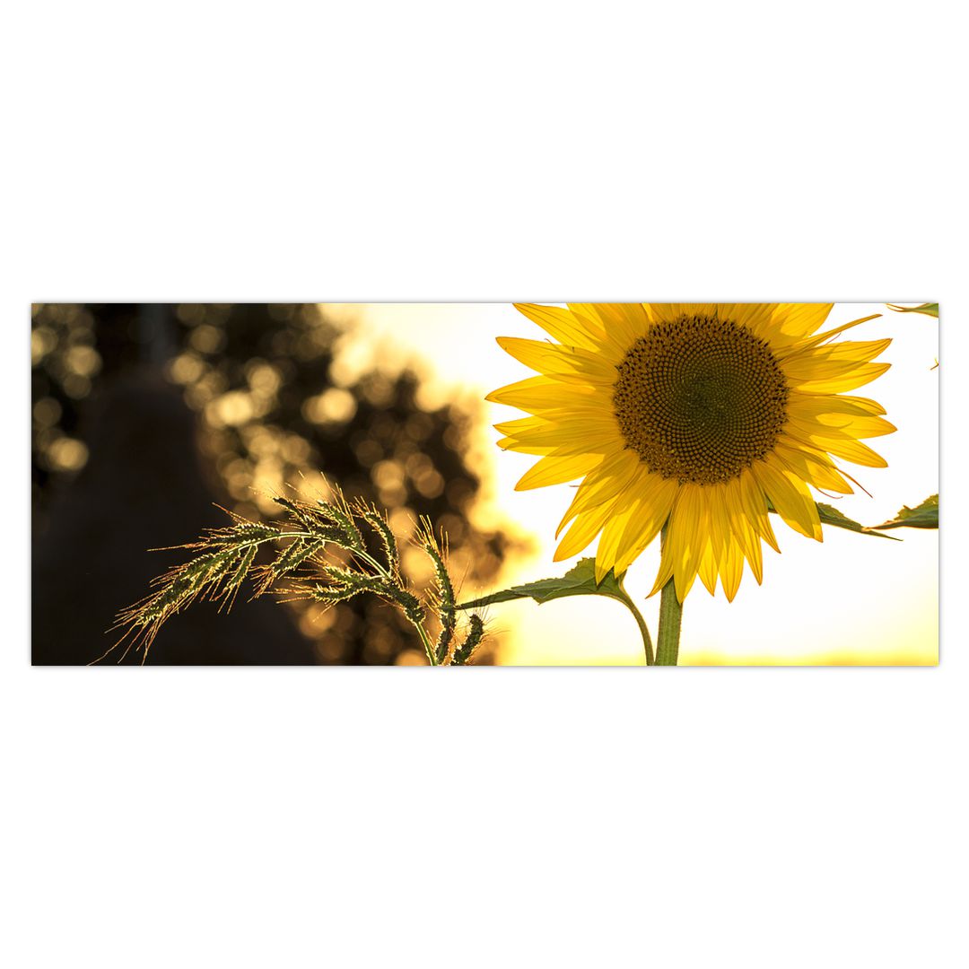 Obraz slunečnice (V020543V14558)