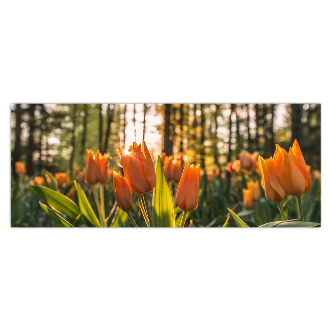 Obraz - oranžové tulipány (V020552V14558)