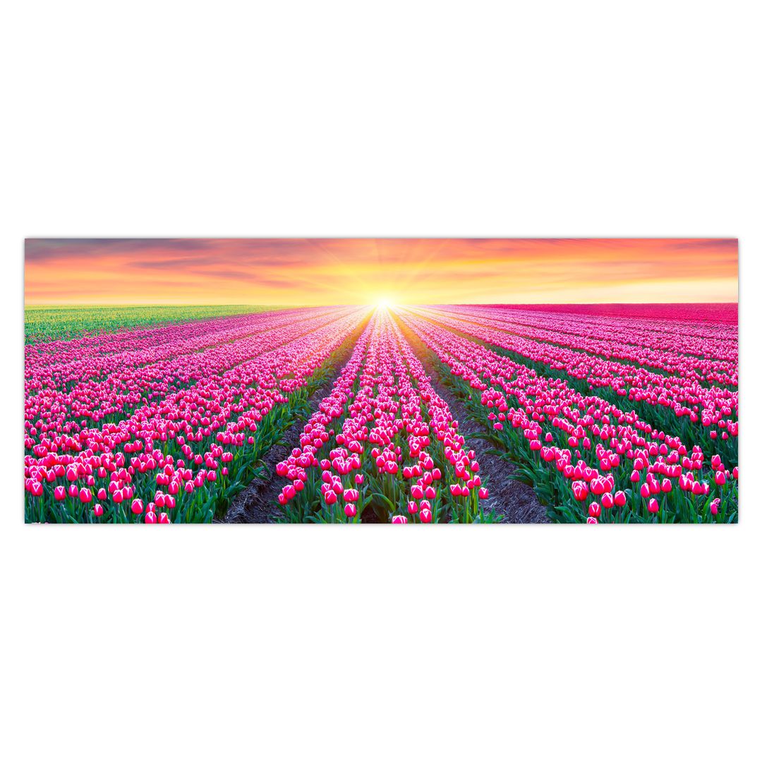 Obraz pole tulipánů se sluncem (V020554V14558)