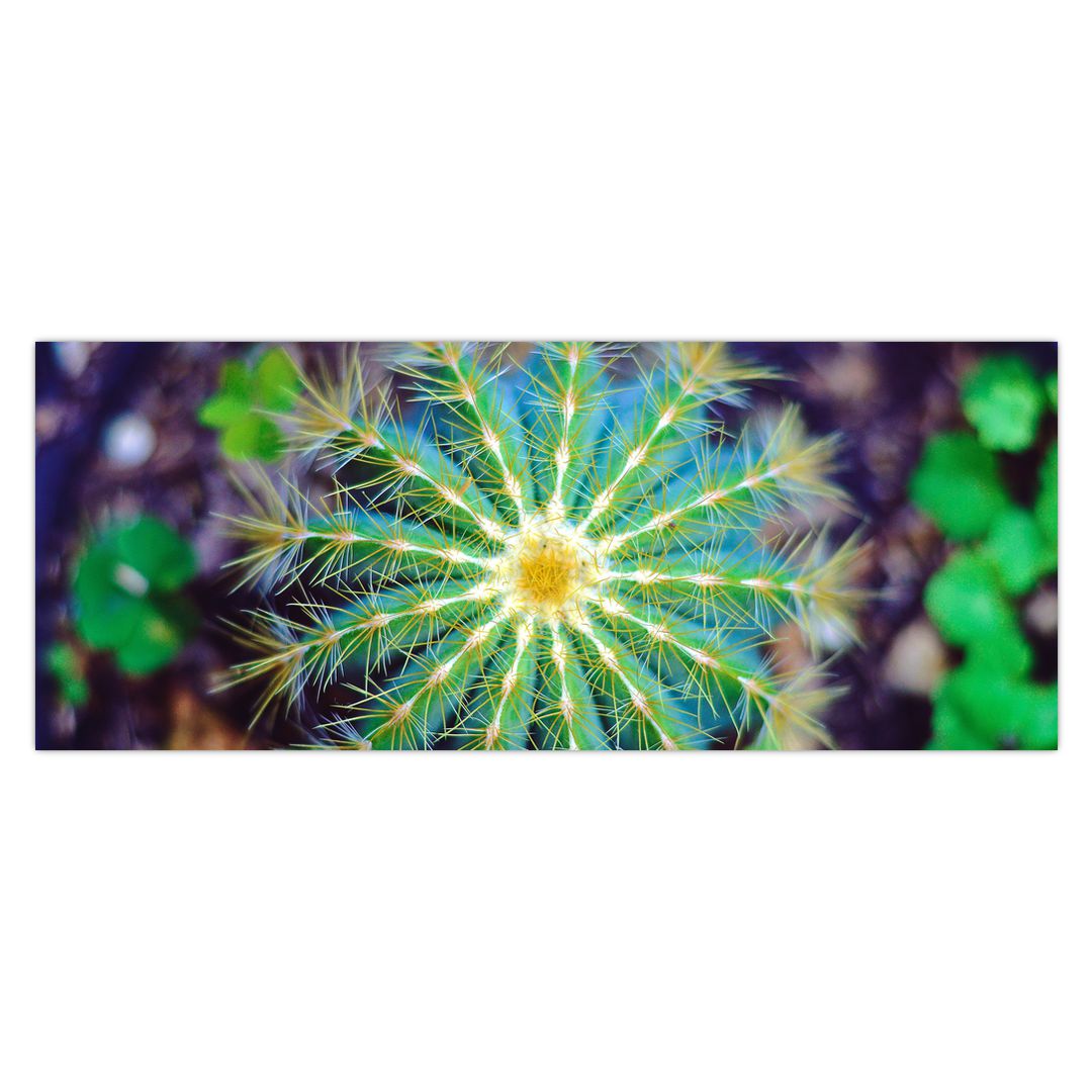 Obraz kaktusu (V020556V14558)