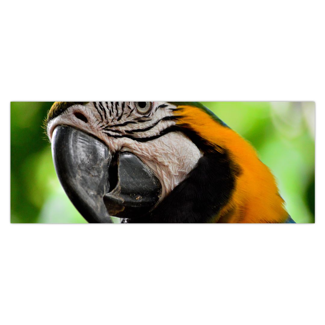 Obraz papouška (V020561V14558)