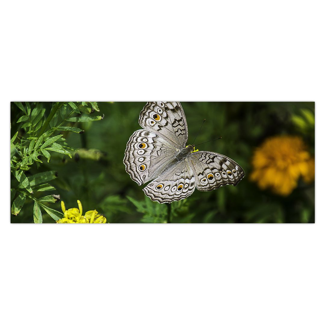 Obraz - bílý motýl (V020576V14558)