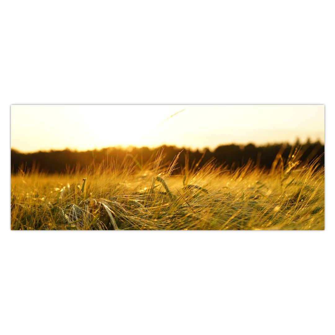 Obraz orosené trávy (V020584V14558)