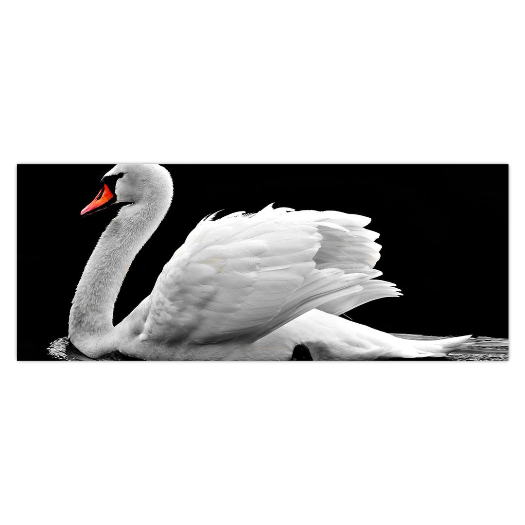 Obraz černobílé labutě (V020586V14558)