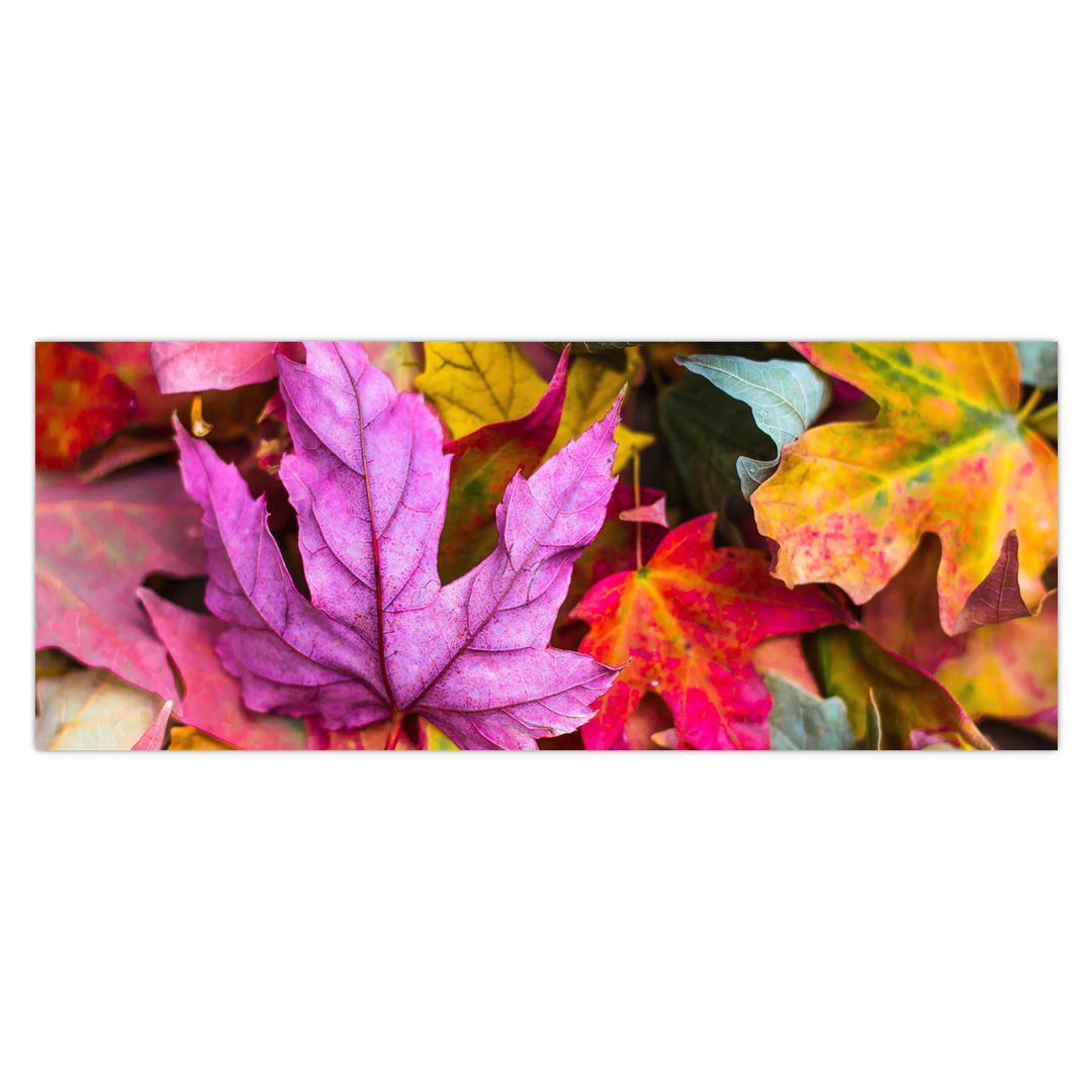 Obraz - podzimní listy (V020629V14558)