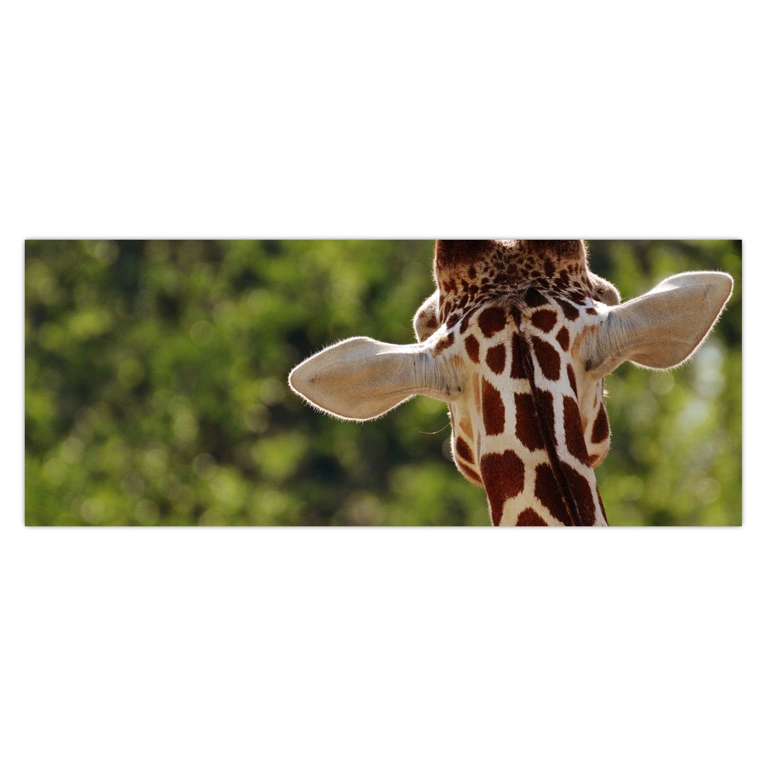 Obraz žirafy zezadu (V020638V14558)