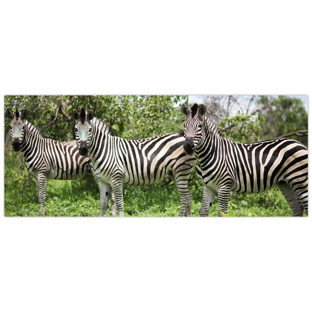 Obraz s zebrami (V020921V14558)