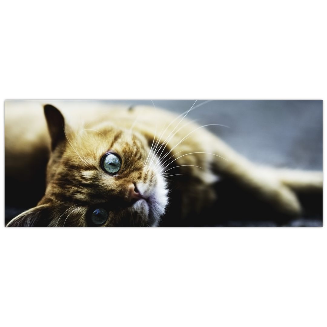Obraz kočky (V020963V14558)