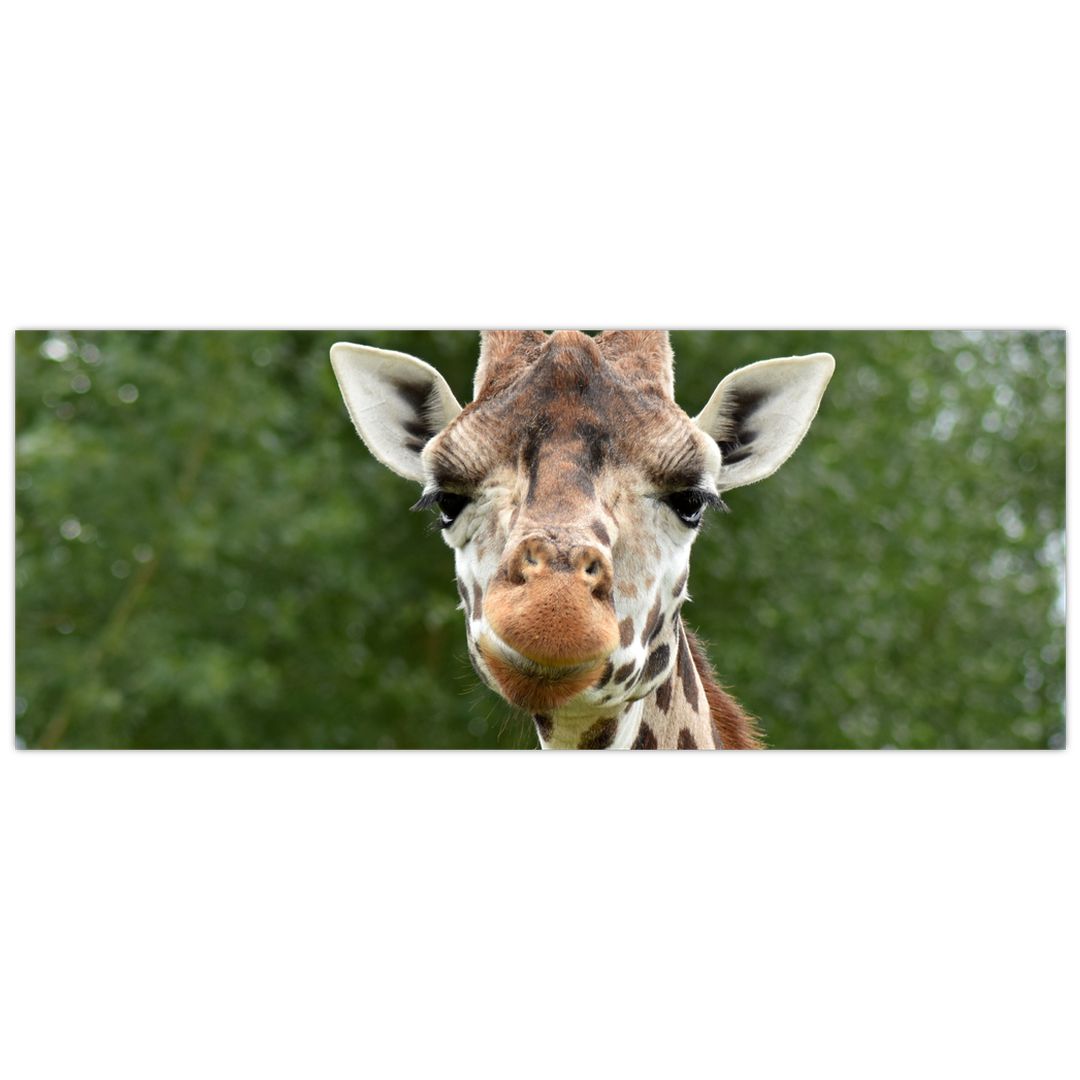 Obraz žirafy (V020969V14558)
