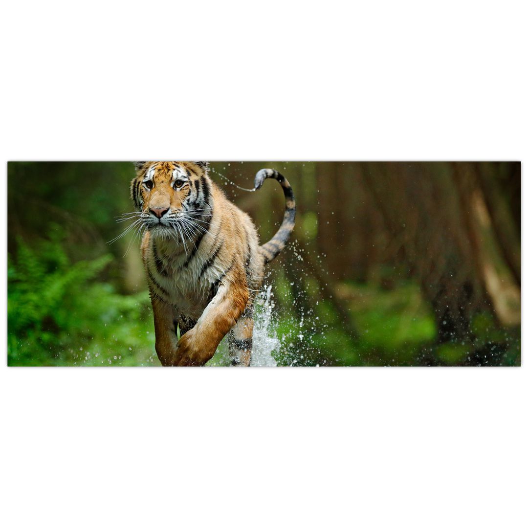 Obraz běžícího tygra (V020979V14558)