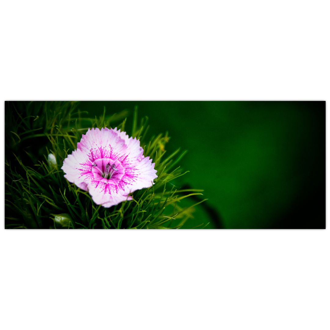 Obraz růžového květu (V020990V14558)
