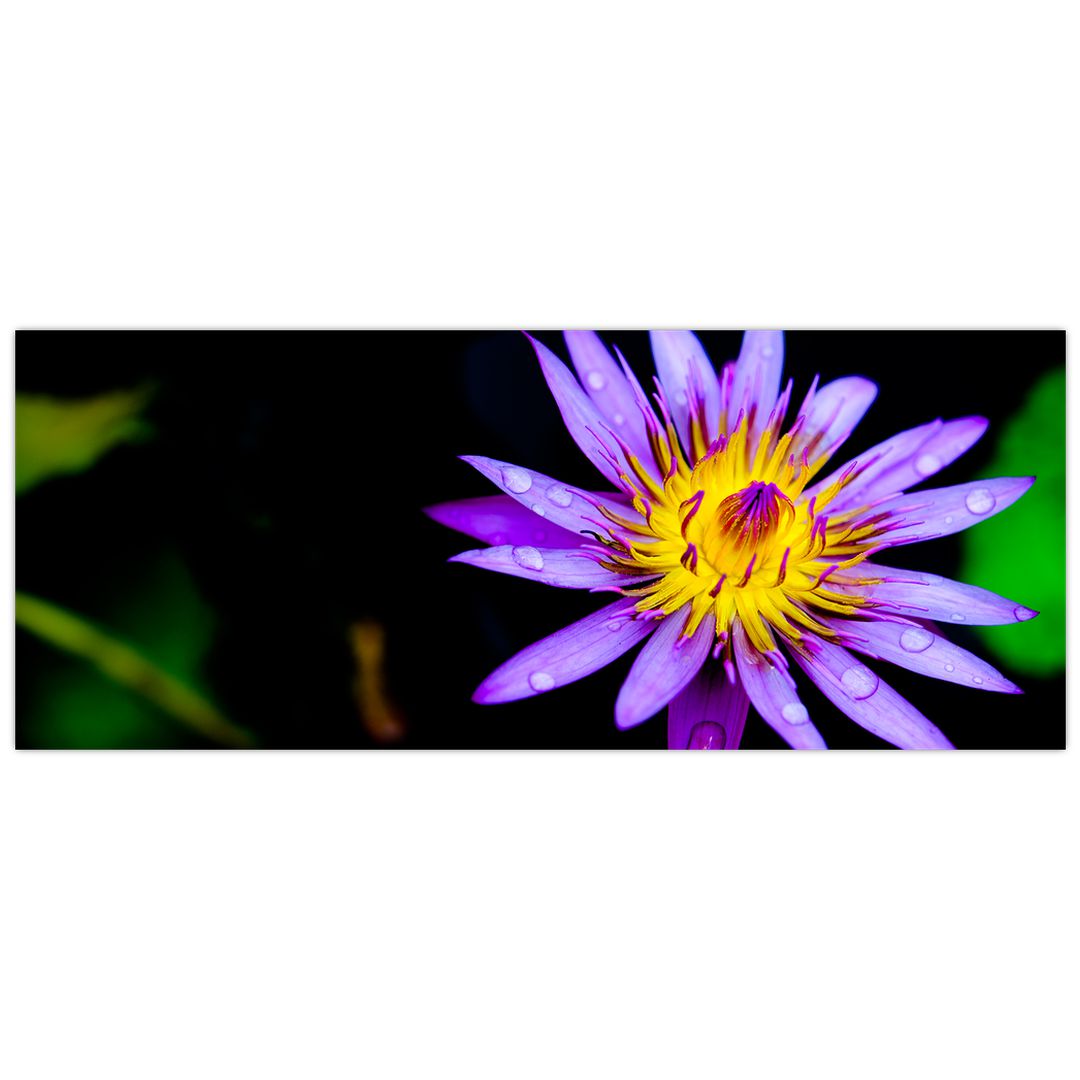 Obraz květiny (V021017V14558)