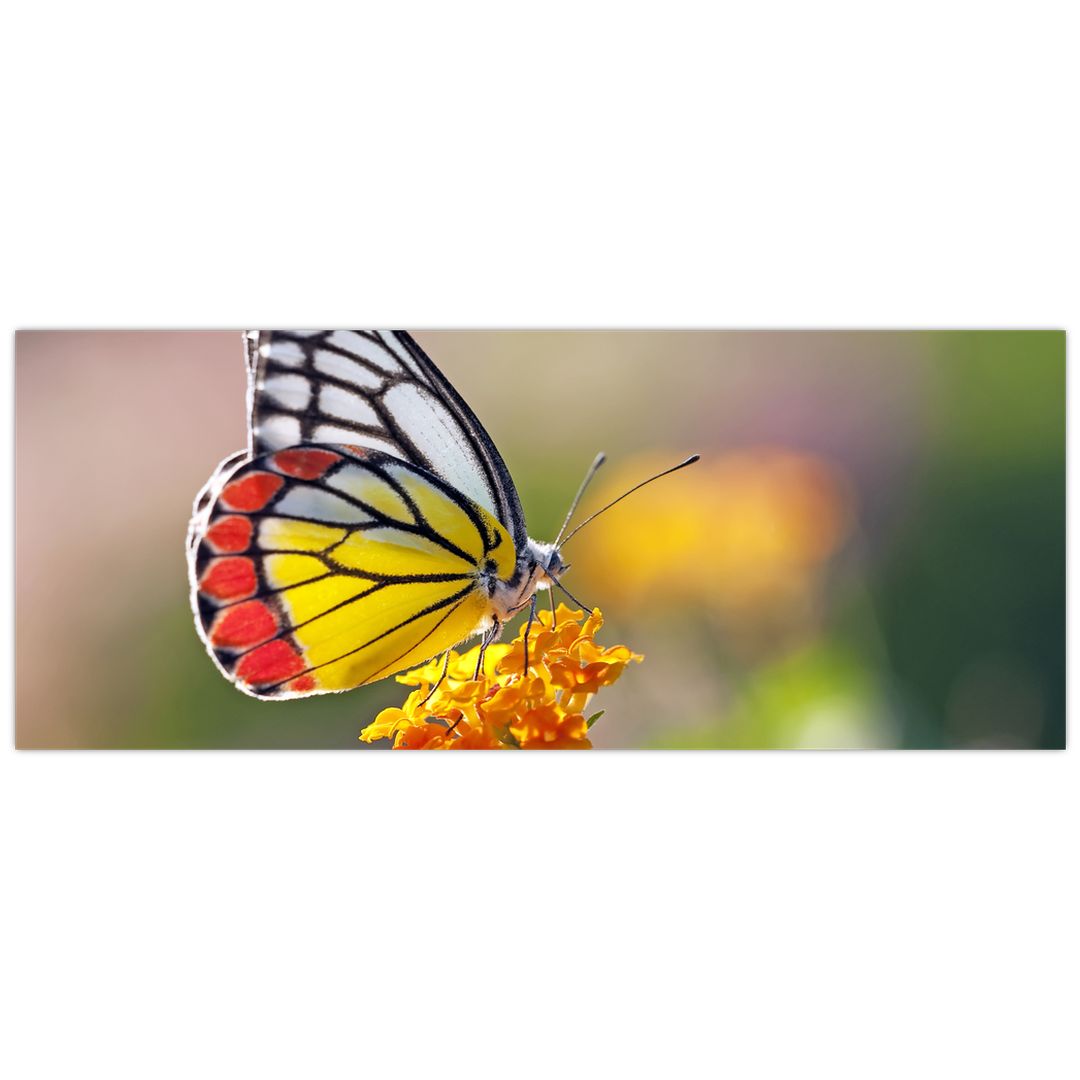 Obraz motýla na květu (V022330V14558)