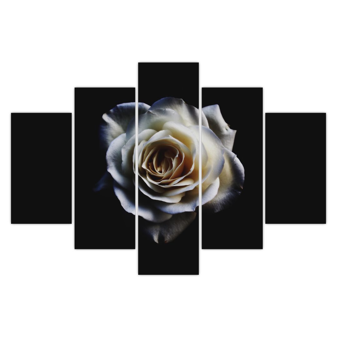 Tablou cu trandafir alb (V020370V150105)