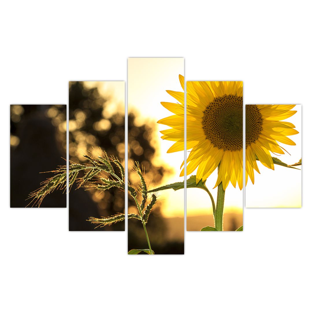 Obraz slunečnice (V020543V150105)