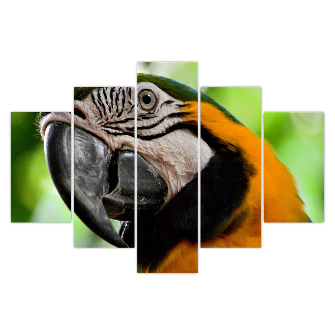 Obraz papouška (V020561V150105)