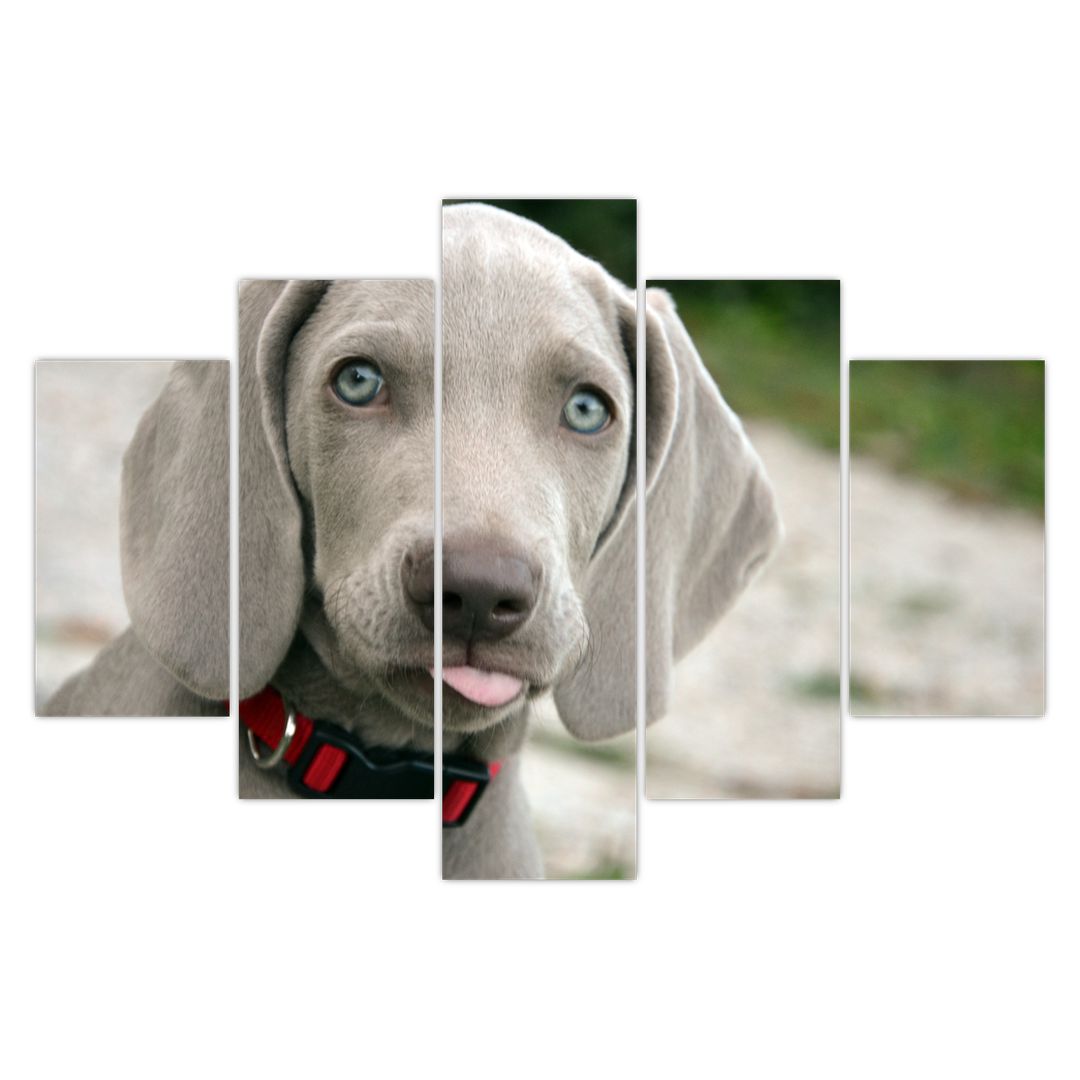 Obraz - štěně výmarský ohař (V020570V150105)