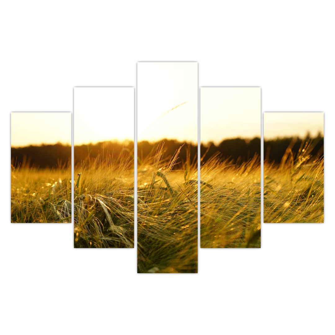 Obraz orosené trávy (V020584V150105)