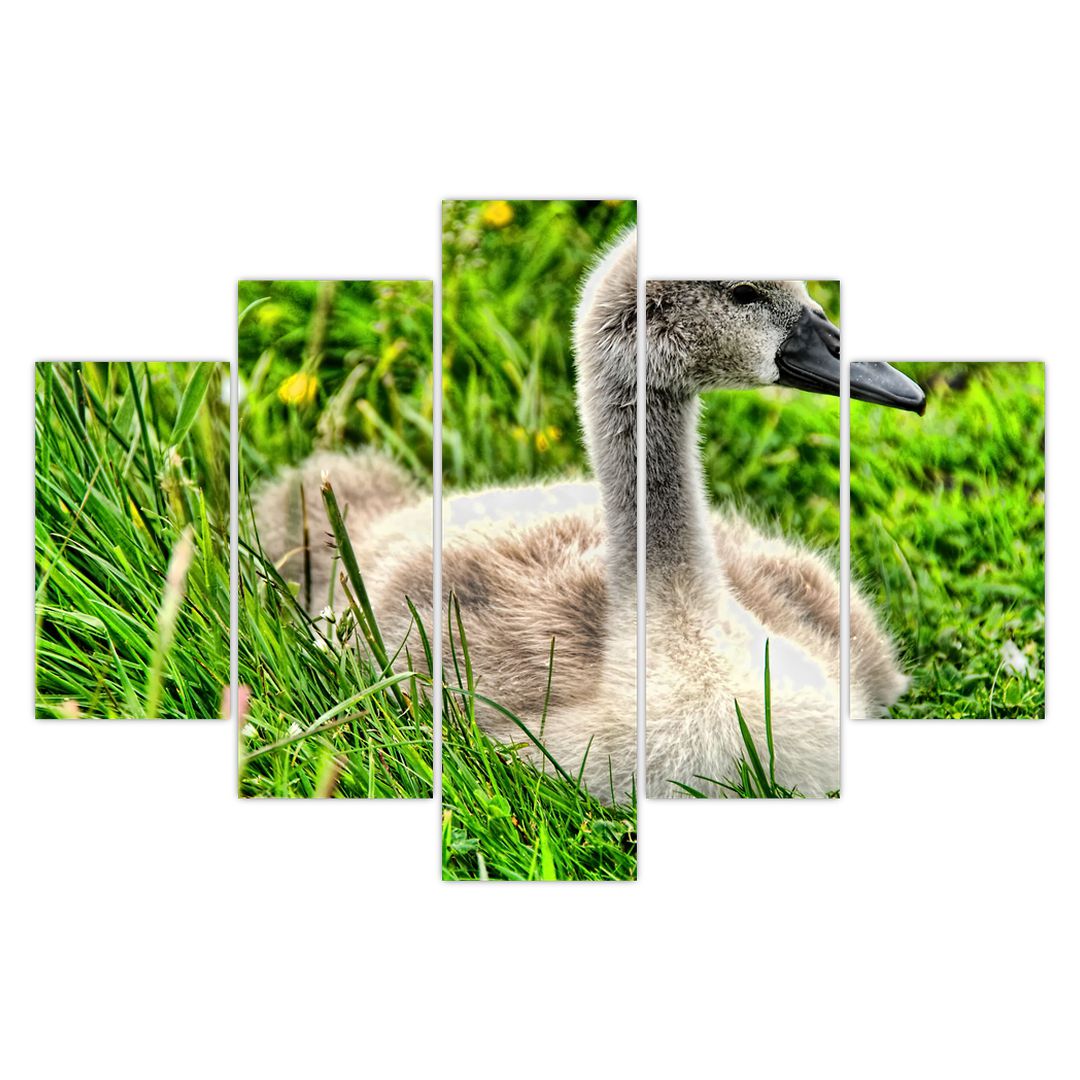 Obraz - malá labuť v trávě (V020585V150105)