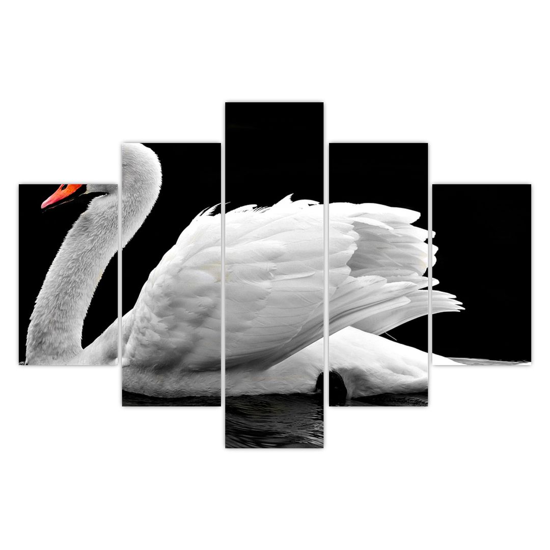 Obraz černobílé labutě (V020586V150105)