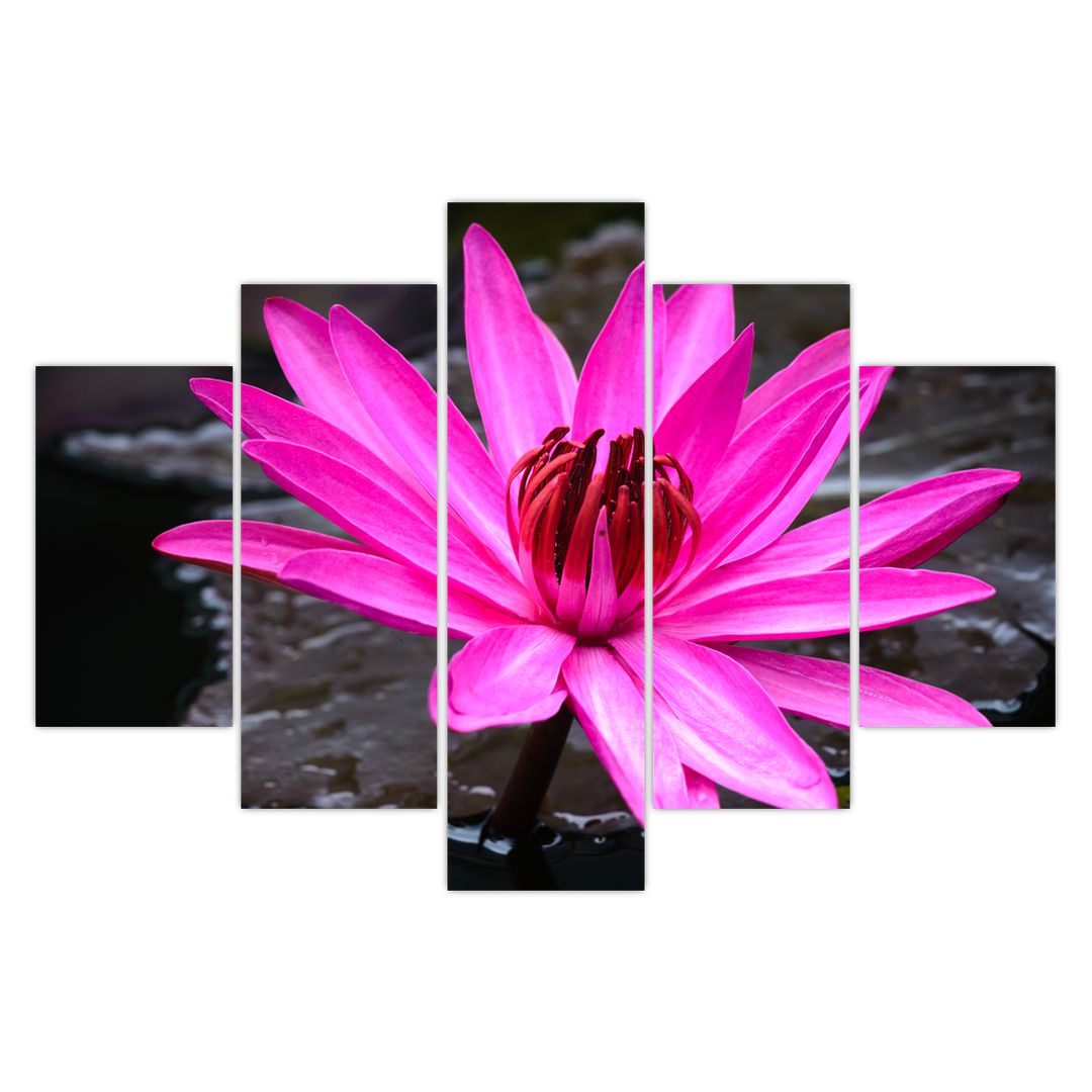 Obraz - růžový květ (V020636V150105)