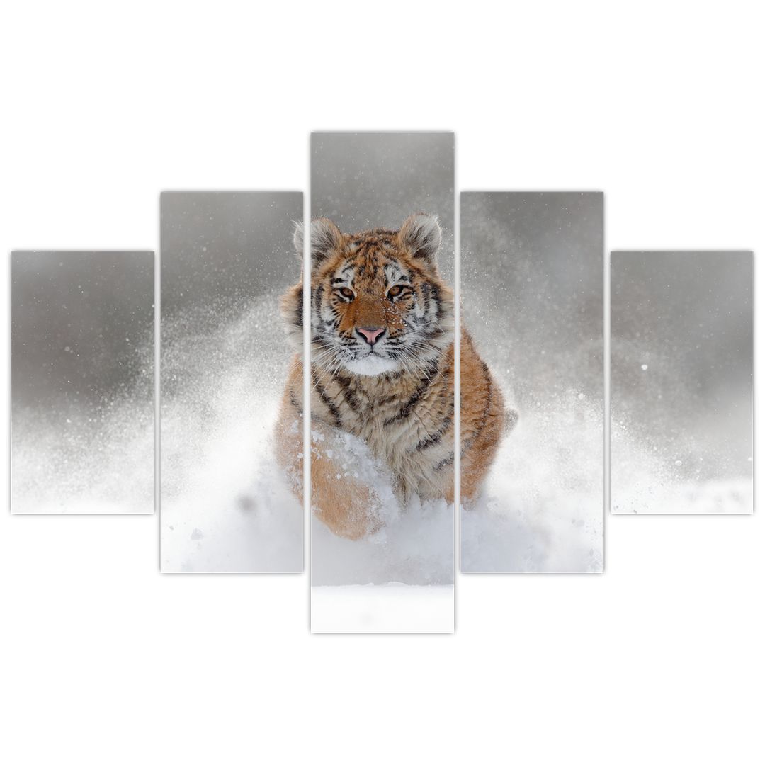 Schilderij - Rennende tijger in de sneeuw (V020719V150105)