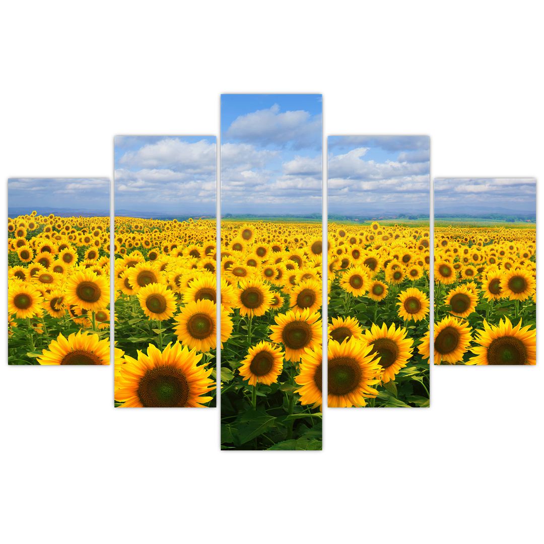 Obraz slunečnicového pole (V020946V150105)