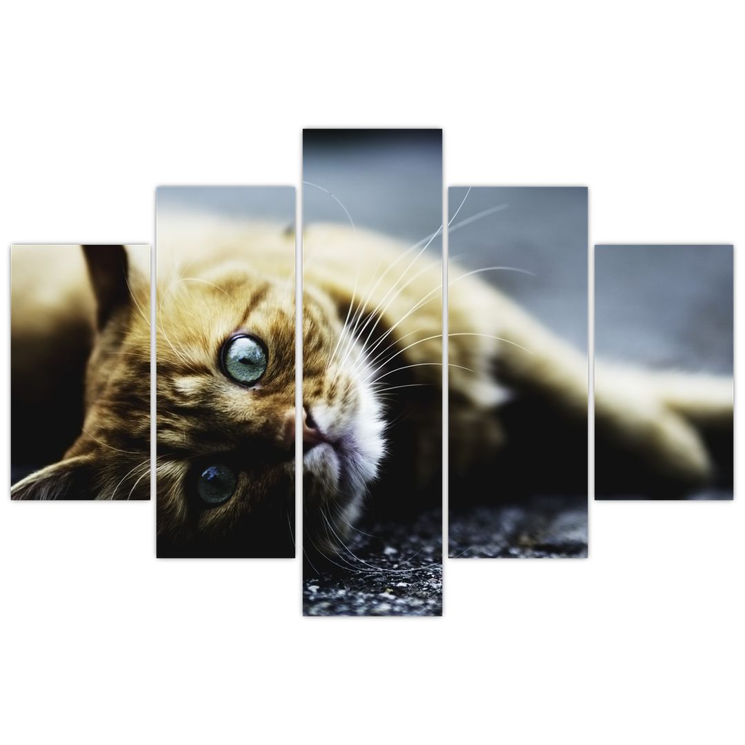 Obraz kočky (V020963V150105)