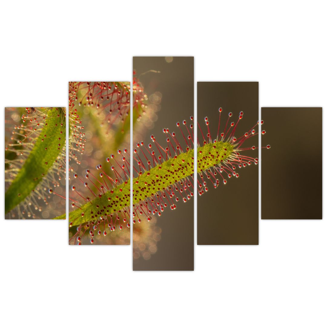 Obraz rostliny (V020984V150105)