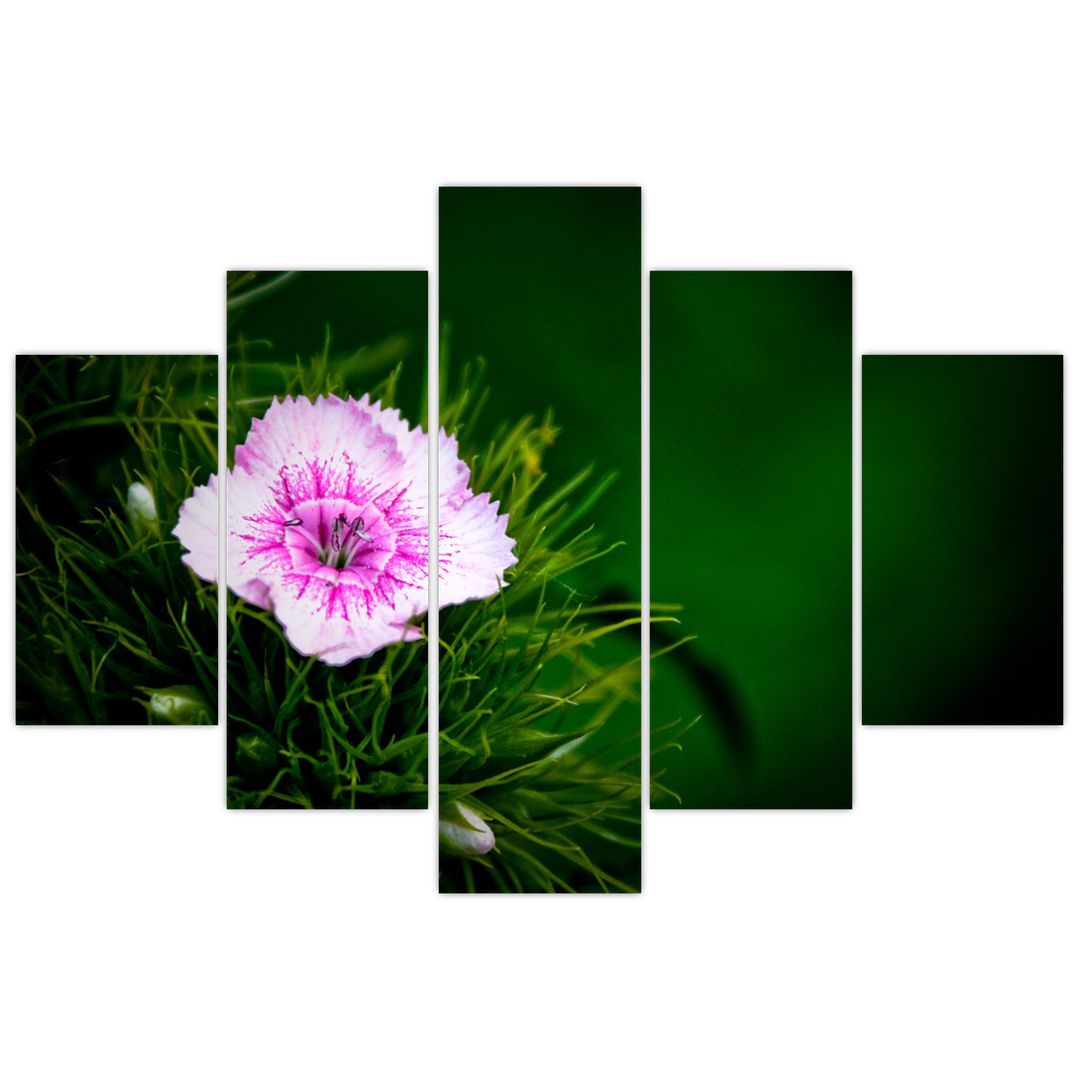 Obraz růžového květu (V020990V150105)