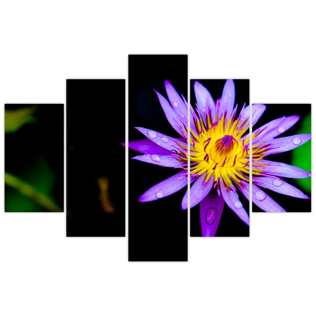 Obraz květiny (V021017V150105)