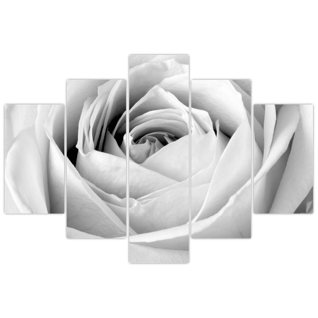 Tablou - Detailu de floare de trandafir (V022191V150105)