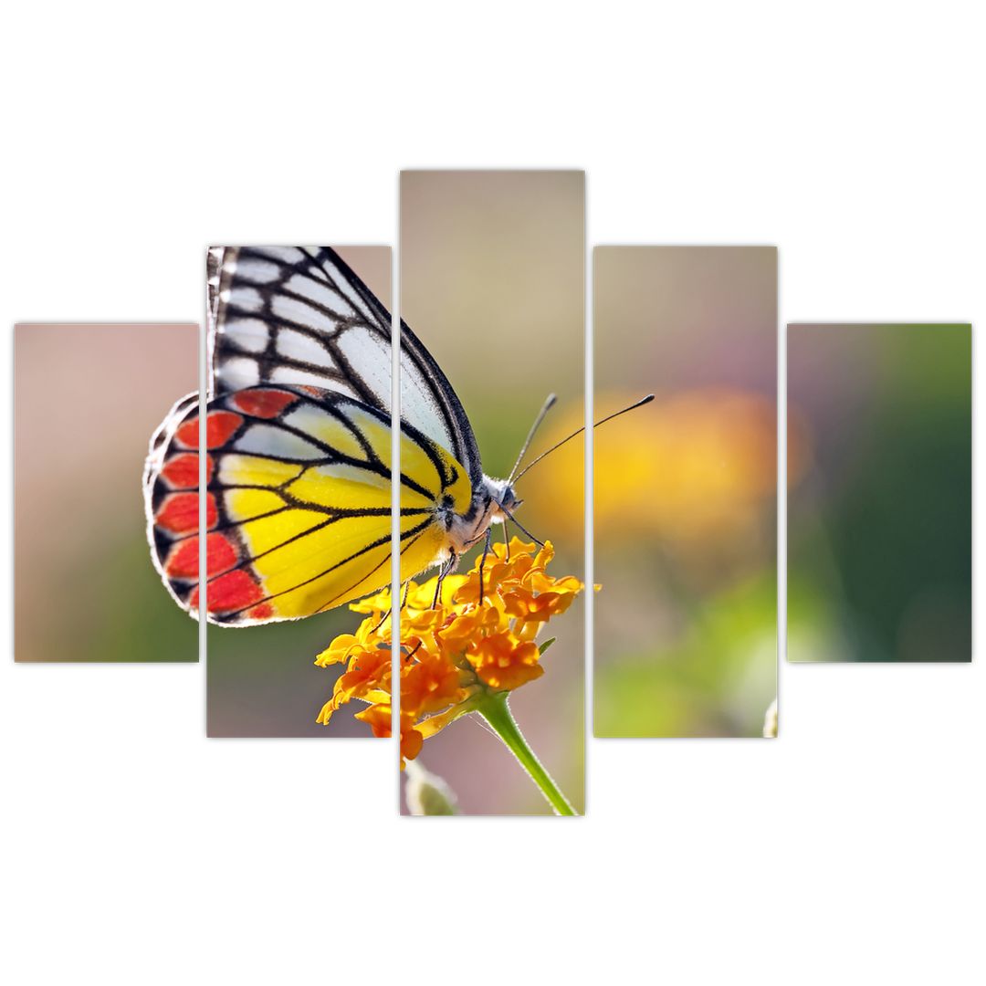 Obraz motýla na květu (V022330V150105)