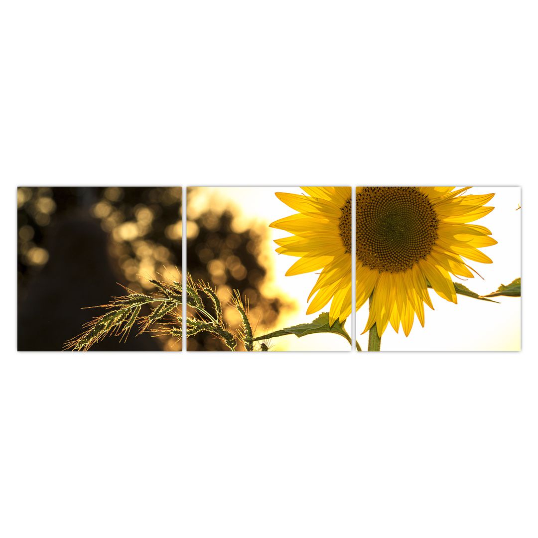 Obraz slunečnice (V020543V15050)