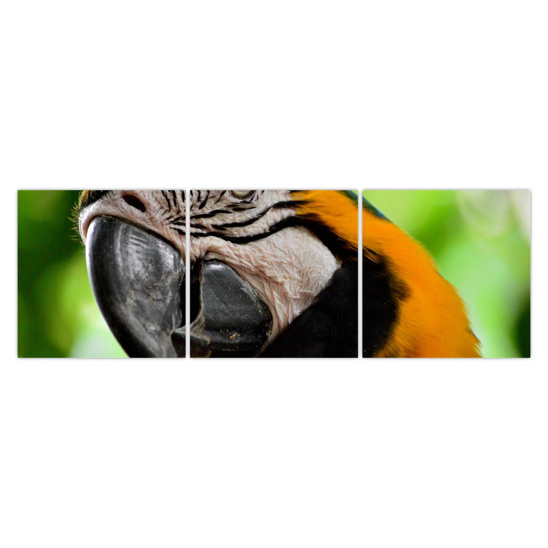 Obraz papouška (V020561V15050)