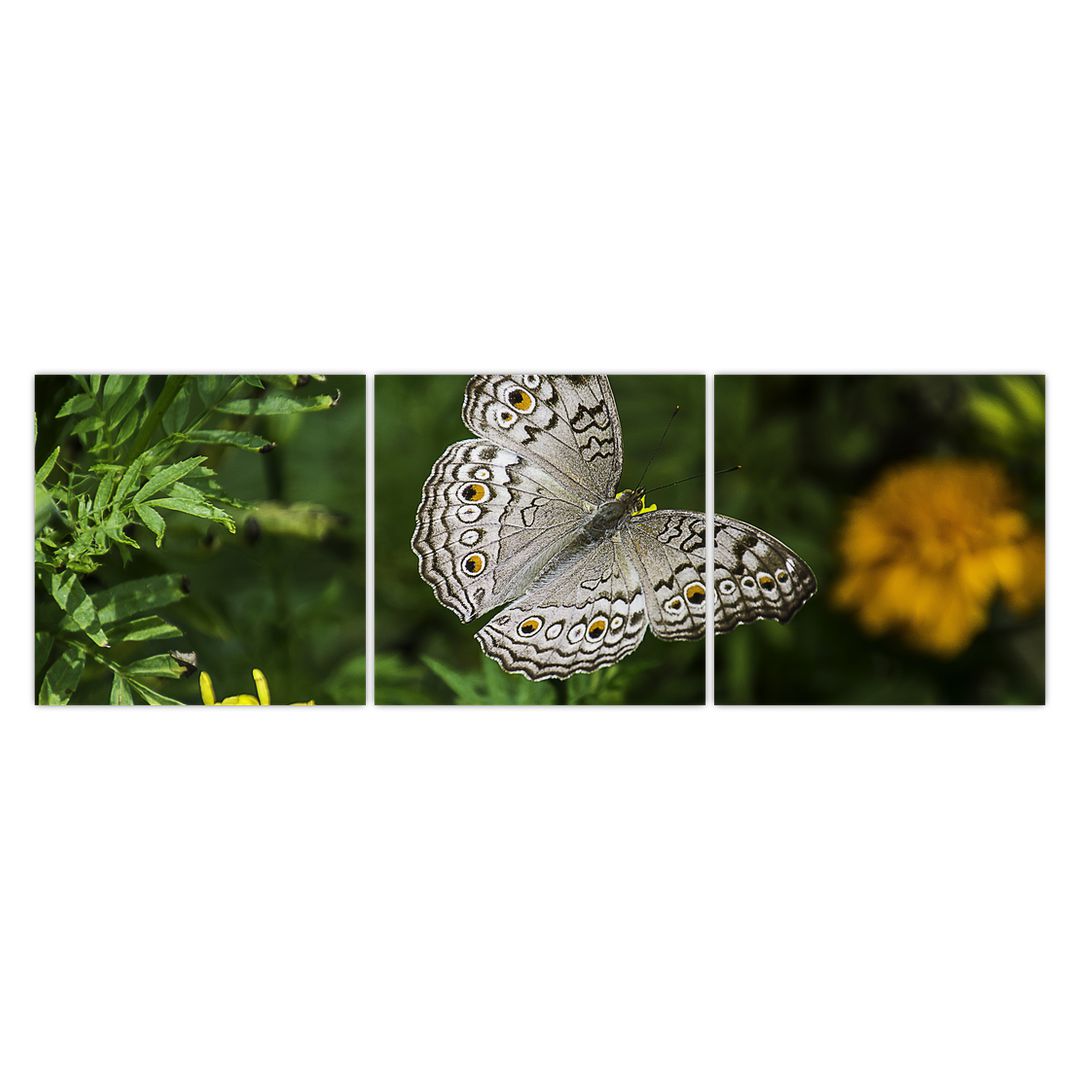 Obraz - bílý motýl (V020576V15050)