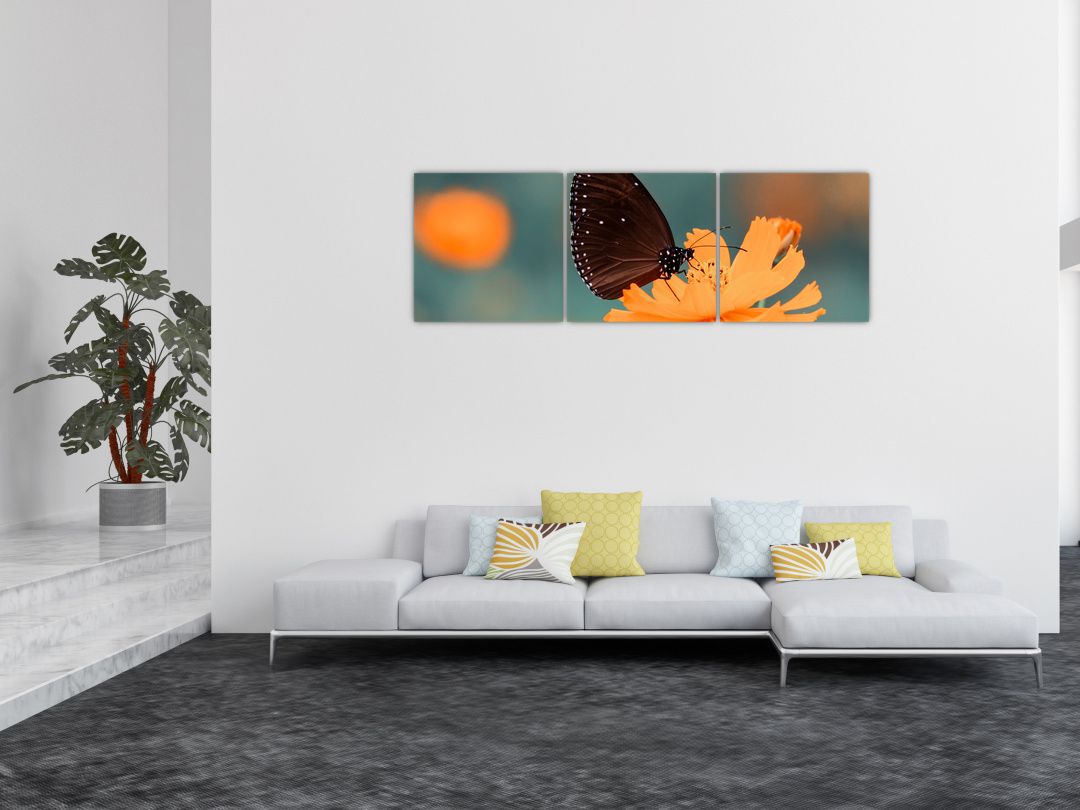 Obraz - motýl na oranžové květině (V020577V15050)