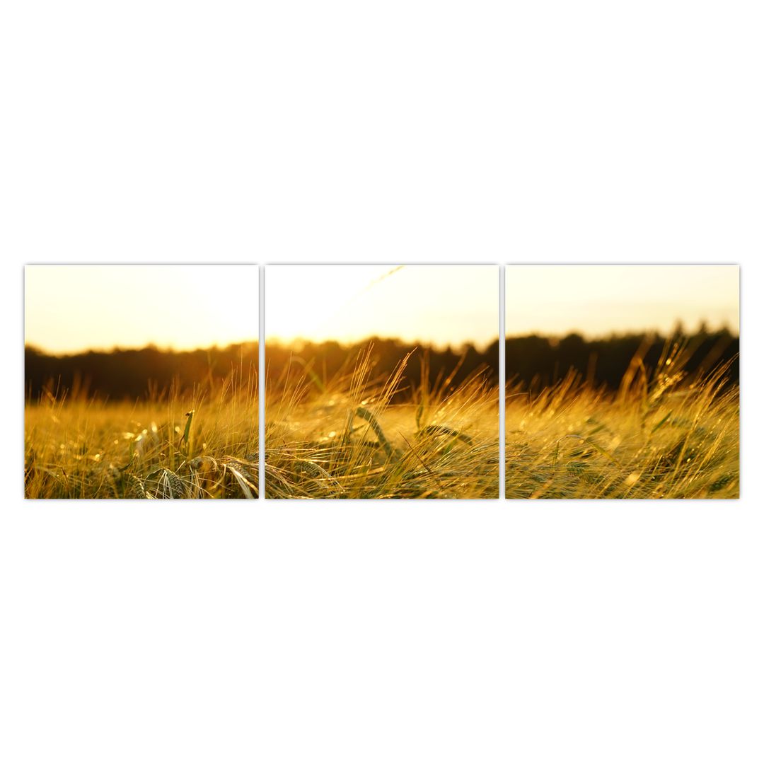 Obraz orosené trávy (V020584V15050)