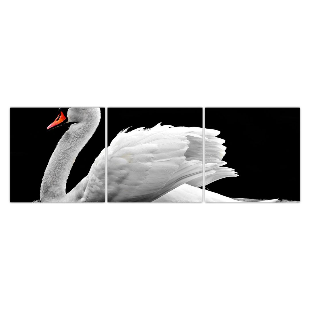 Obraz černobílé labutě (V020586V15050)