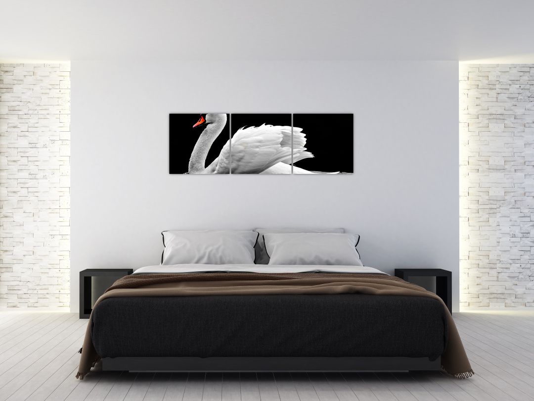 Obraz černobílé labutě (V020586V15050)