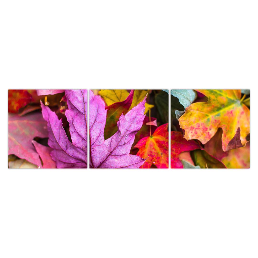Obraz - podzimní listy (V020629V15050)