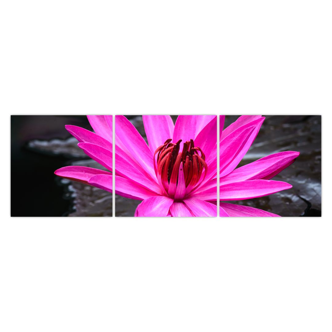 Obraz - růžový květ (V020636V15050)