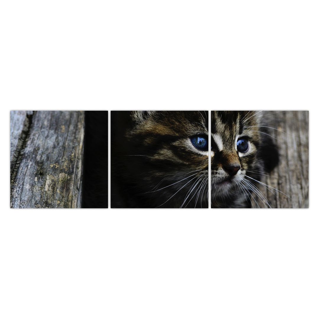 Obraz koťátka (V020637V15050)