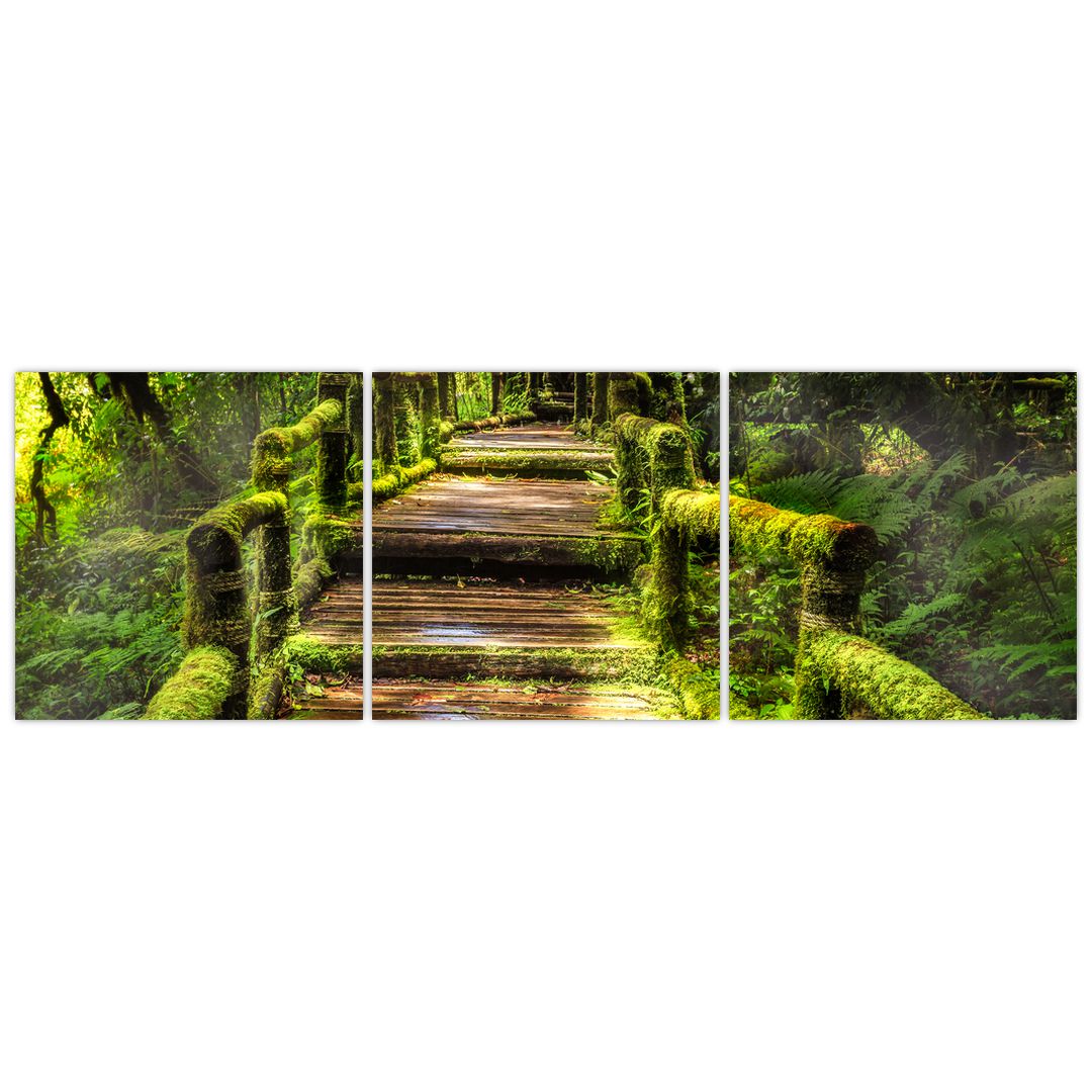 Obraz schodů v deštném pralese (V020941V15050)