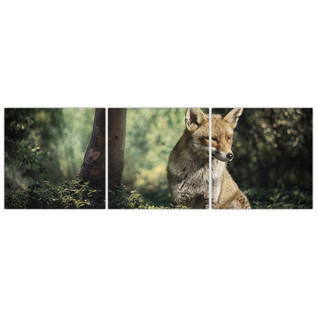 Obraz lišky (V020956V15050)
