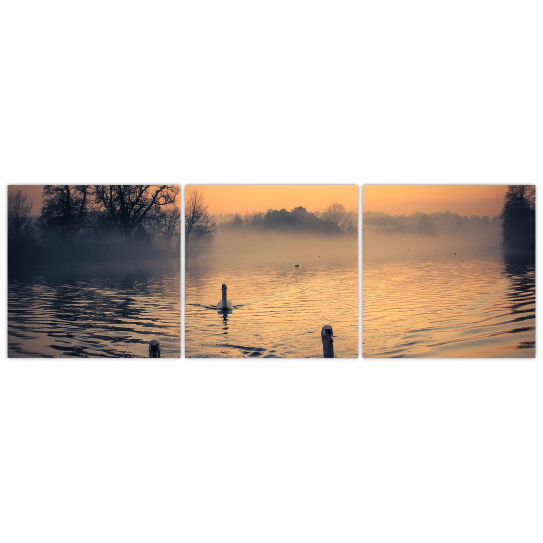 Obraz labutí na vodě v mlze (V020989V15050)