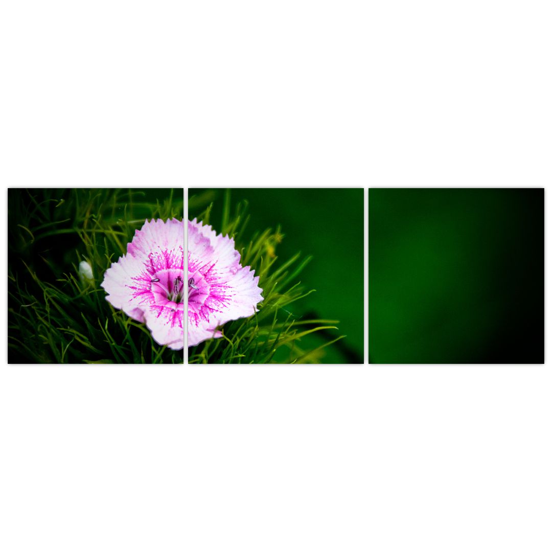 Obraz růžového květu (V020990V15050)
