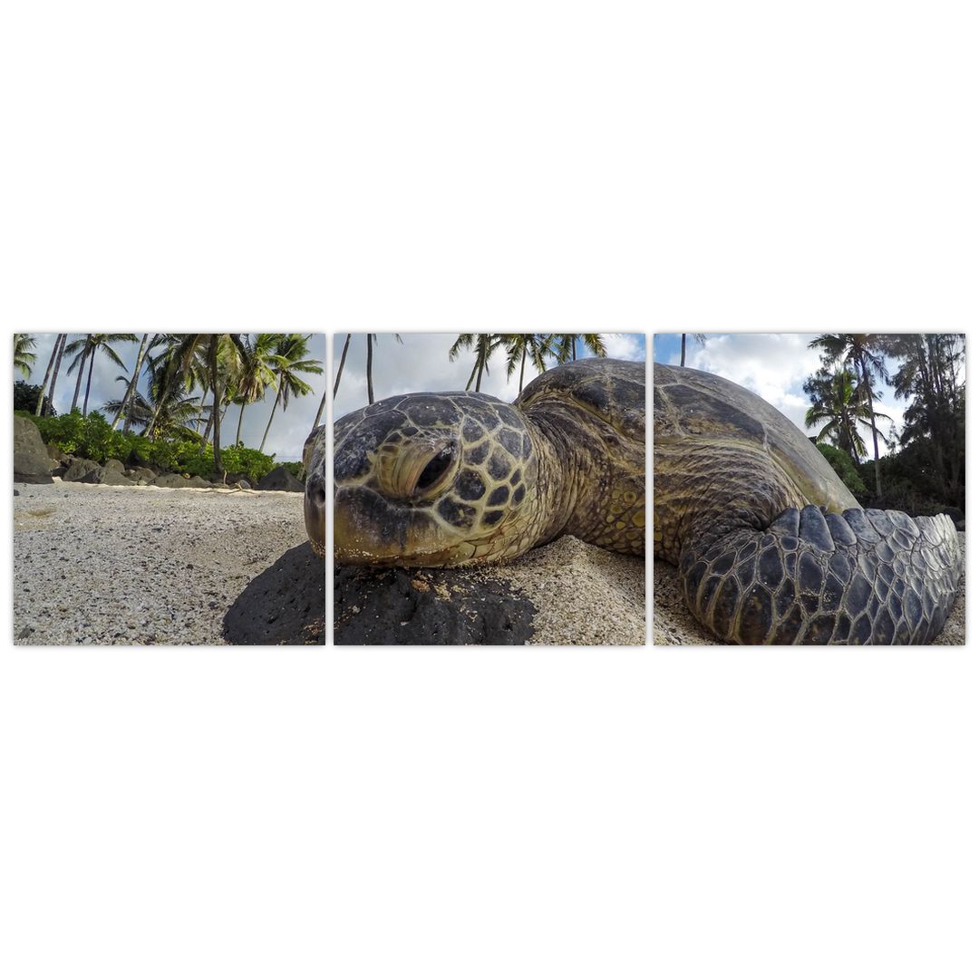 Obraz želvy (V020992V15050)