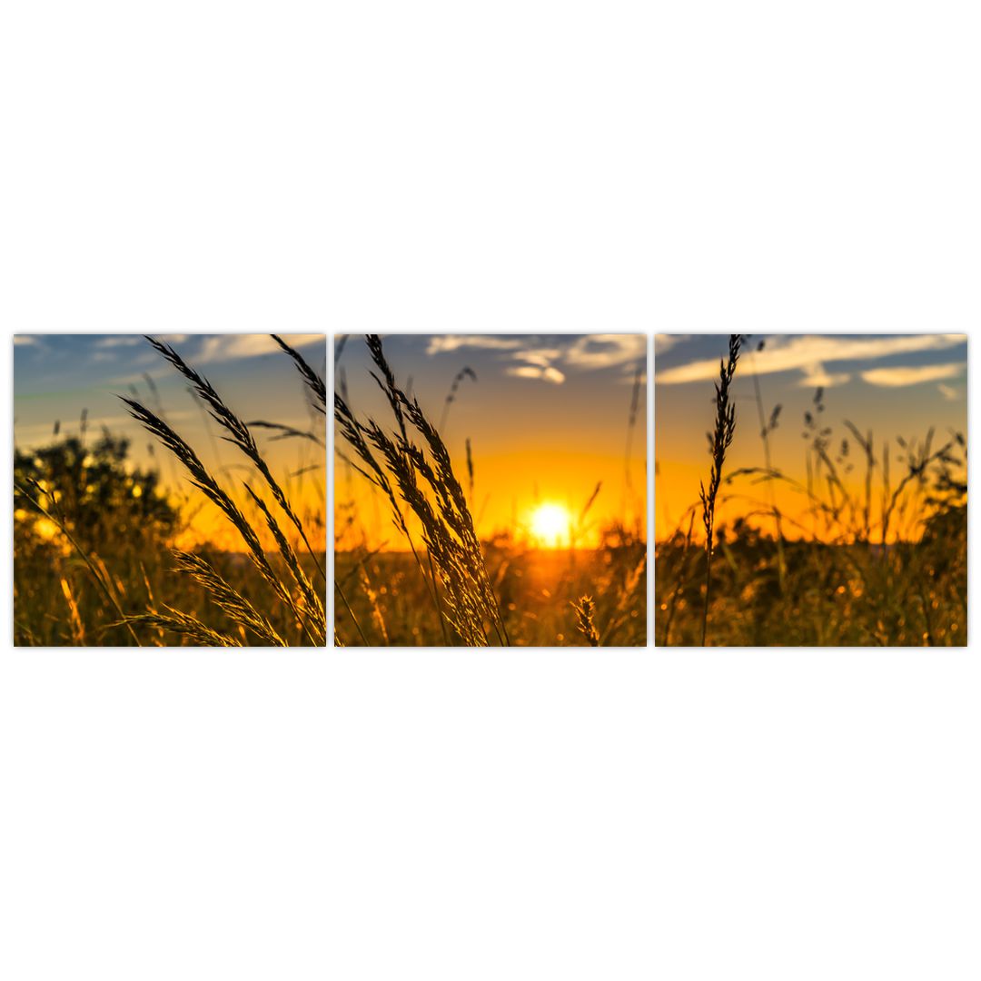 Obraz pole při západu slunce (V021001V15050)